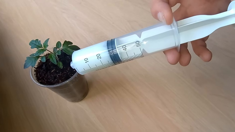 Arrosage précis d'un jeune plant de tomate à l'aide d'une seringue