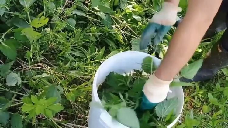 Macération d'orties dans un seau d'eau pour préparer un purin riche en azote
