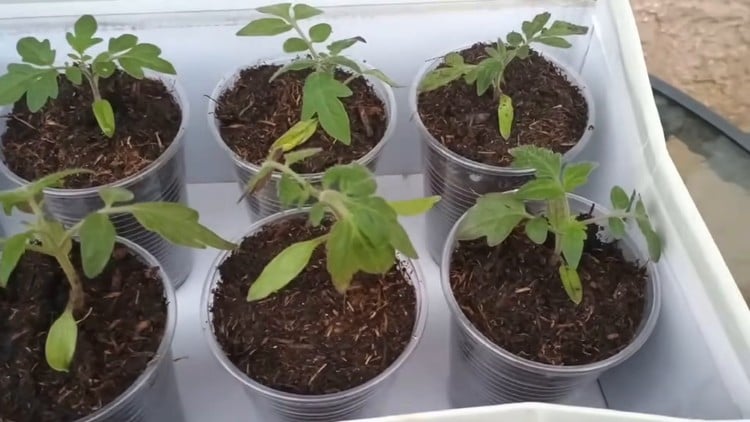 Plants de tomates placés en extérieur pour le processus d'acclimatation progressive