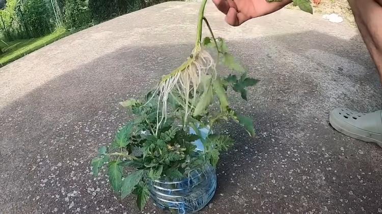 Gourmand de tomate ayant développé un réseau racinaire complet après un séjour dans l'eau
