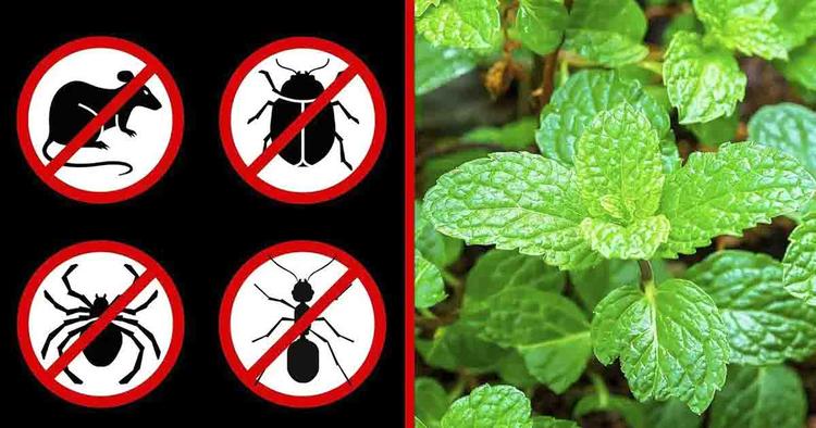 8 plantes qui aident à éloigner les souris, les araignées et d'autres insectes