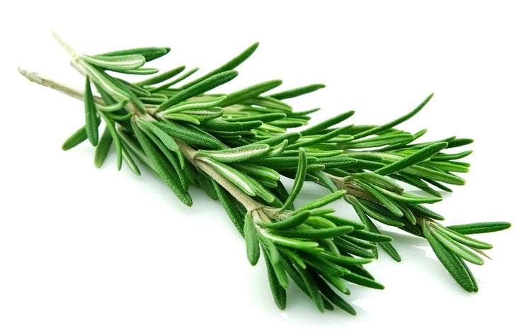 Des scientifiques dévoilent une plante qui combat la démence et améliore la mémoire