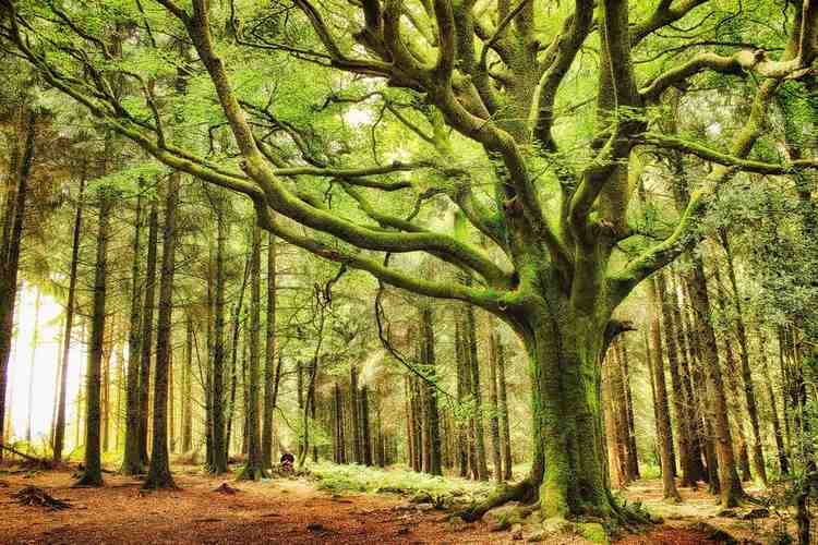 En France, se cache l'une des forêts les plus magiques au monde