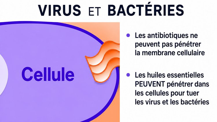 L'huile d'origan est plus efficace que les antibiotiques et ne présente aucun effet secondaire