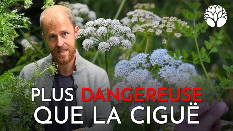 L'Œnanthe safranée : la plante mortelle à connaître