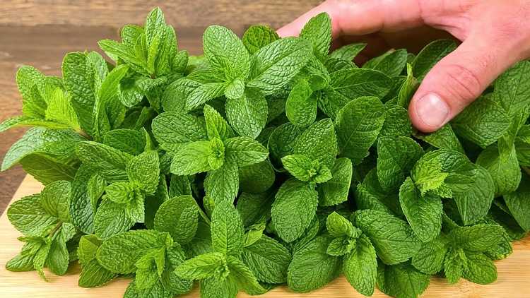 La glycémie baisse immédiatement ! La menthe est un véritable trésor !