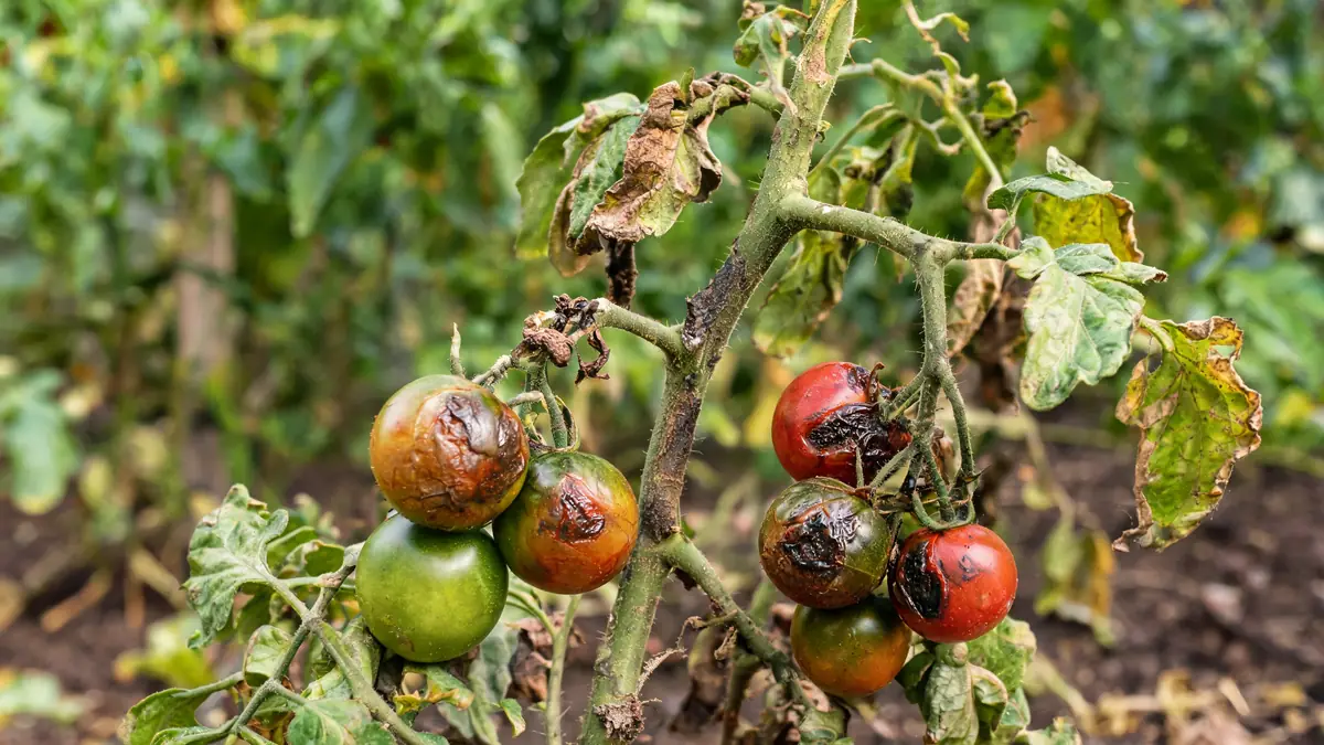 Plante de tomates avec mildiou sur les tomates et des fruits tachés de noir