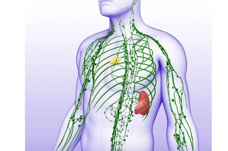 Les meilleures méthodes naturelles pour stimuler votre système lymphatique et renforcer votre système immunitaire