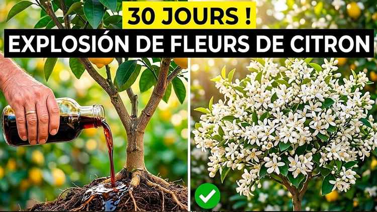Mon citronnier ne fleurissait pas depuis 2 ans — j’ai fait ÇA et en 30 jours il a EXPLOSÉ de