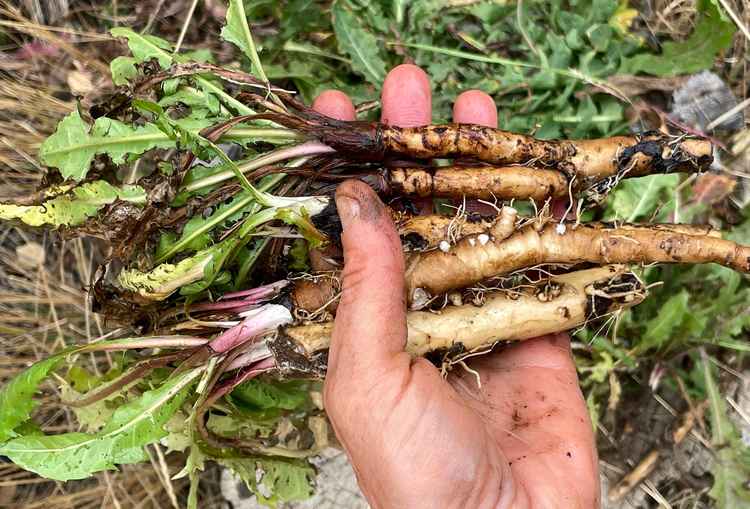Racine de pissenlit : des recherches en laboratoire montrent qu'elle peut détruire 95 % des cellules cancéreuses en deux jours -