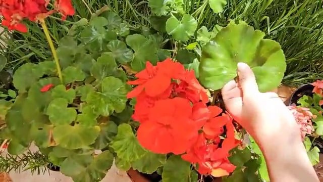 La personne coupe des feuilles de géranium fraîches directement sur la plante dans le jardin.
