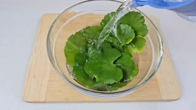 Les feuilles de géranium sont plongées dans un bol d'eau claire pour être soigneusement rincées.
