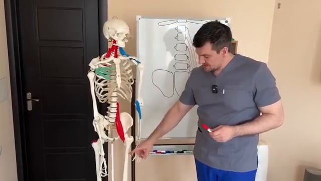 Le docteur montre sur le squelette anatomique le point d'attache du tendon du muscle iliopsoas sur le fémur.