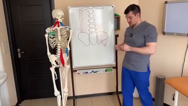 Le docteur pointe le muscle moyen fessier sur le squelette pour expliquer son rôle crucial dans la stabilisation du bassin.