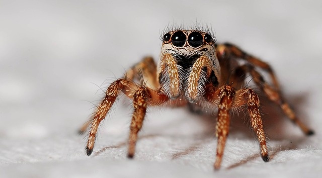 Vaporisez ce mélange tout simple à deux ingrédients et vous ne verrez plus jamais d'araignées ni d'insectes chez vous