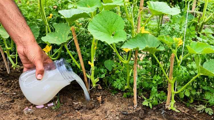 Mes plantes ont VRAIMENT PRIS DE HAUTEUR après avoir utilisé cet engrais maison ! (Une récolte ÉNORME)